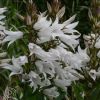 Campanula Latifolia Alba